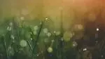 Dew drops